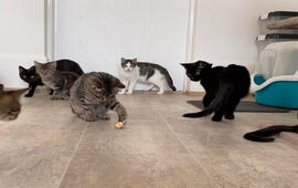 Článek Pomoc pro stovky opuštěných koček, Spolek Kryšpín. Magazín KULT*  Brno